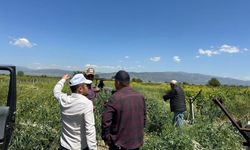 Sarıgöl bağlarında 3K hamlesi