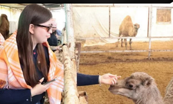 Estonyalı öğrenciler deve çiftliğini gezdi