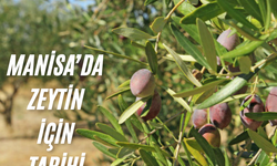Manisa'da zeytin için tarihi buluşma