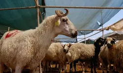 2026 Kurban Bayramı vekalet ücretleri belli oldu