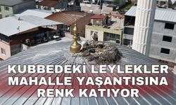 Kubbedeki leylekler mahalle yaşantısına renk katıyor