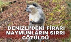 Denizli'deki firari maymunların sırrı çözüldü