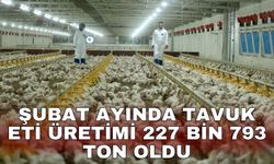 Şubat ayında tavuk eti üretimi 227 bin 793 ton oldu