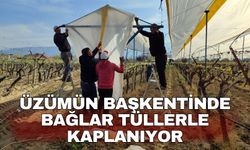 Üzümün başkentinde bağlar tüllerle kaplanıyor
