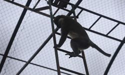Denizli'de yakalanan maymun Konya'da hayvanat bahçesine teslim edildi