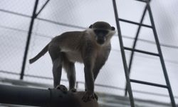 Firari maymun ikinci kez yakalanarak koruma altına alındı