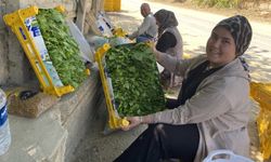 Meyvesinden çok yaprağı kazandırıyor