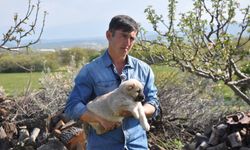 Manisalı genç sağlığı bırakıp, kangal yetiştiricisi oldu