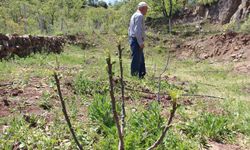 Manisa'da yetişiyor burada da olur dedi, Çorum'da ilk incir bahçesini kurdu