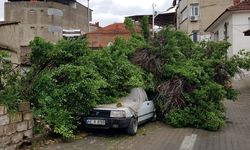 Asırlık ağaç park halindeki aracın üzerine devrildi