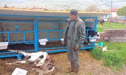 Başıboş köpekler buzağıyı parçaladı
