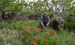 Koruma altındaki çiçekler doğaseverleri cezbediyor