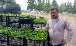 Yeşil altın bağcıya erken kazanç sağlıyor