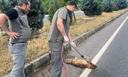 Manisa'da yaralı çakal tedavi altına alındı
