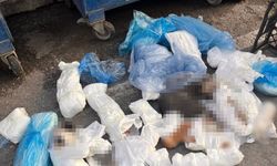 İzmir’deki ’33 ölü kedi’ vahşetinde veteriner tekrar gözlaltında