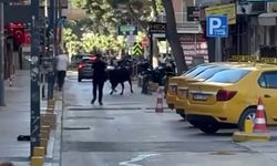Sahibinin elinden kaçan dana korku dolu anlar yaşattı