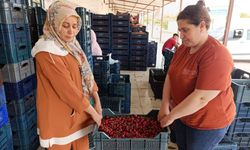 25 yıllık kiraz ağacının meyveleri Selendi'den Avrupa'ya