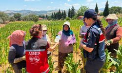 Salihli Jandarma, tütün tarlasında KADES’i anlattı