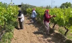Manisa çiftçilere uyarı! Son gün 1 Temmuz