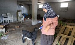 Annesinin reddettiği oğlak, anne sevgisini Hayriye teyzenin yanında buldu