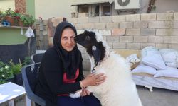 Evladını lösemiden kaybeden anne, teselliyi peşinden ayrılmayan kuzuda buldu