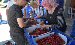 Meşhur Demirci kirazından hasat başladı
