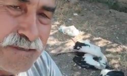 Bahçesindeki leyleklerin öldüğünü görünce gözyaşlarına boğuldu