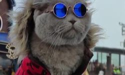 Veterinerler yaşamaz dedi, O kedi denizde yüzüp kayak keyfi yaptı