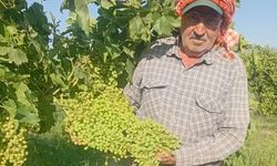 Sarıgöl'de dev salkımlar ihracat yolunda