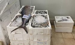 İzmir’de balık hali denetimi: 241 kilo kaçak su ürünleri ele geçirildi