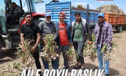 Sevdiğiyle evlenmek için tarlada başlık parasına çalışıyor
