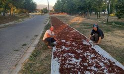 Sezonun ilk kuru üzümü çuvala girdi