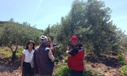 Akhisar'da zeytin üreticilerine hastalık ve zararlı uyarısı