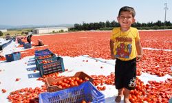 Domatesler güneşle buluştu, Gediz Ovası kırmızıya büründü