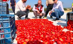 Saruhanlı'da 1.500 ton kuru domates ihraç ediliyor