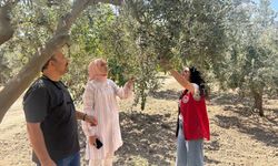 Zeytin sineğine karşı Manisa’da bahçeler tek tek kontrol ediliyor
