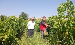 Manisa'da üzüm bağlarında hasat öncesi pestisit denetimi