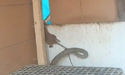 Yılanın fareyi yakaladığı anlar kamerada