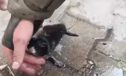 Yangında su ve oksijen verilen yavru kedi hayata döndürüldü