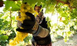 Şehzadeler’in bağbozumu fotoğraf karelerinde ölümsüzleşecek