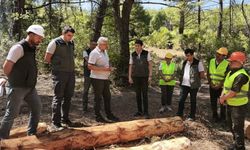 Soma ormanlarında yangın riskine karşı yoğun çalışma