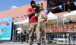 Dünyaca ünlü "Anadolu aslanları" güzellik yarışında kıyasıya yarıştı