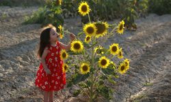 Ayçiçeği tarlaları fotoğrafçıların yeni gözdesi oldu