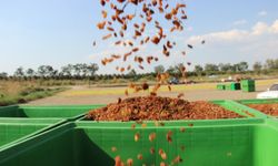 Organik kuru üzüm üreticisinin hasat yükü 'Box' ile hafifledi