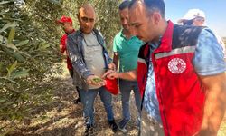 Manisa’da 2026 zeytin ve zeytinyağı rekoltesi sahada belirlenecek