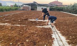 TMO'nun kuru üzüm alımı çiftçiyi rahatlattı