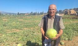 Manisalı çiftçi dede mirası ata tohumu karpuz geleneğini sürdürüyor