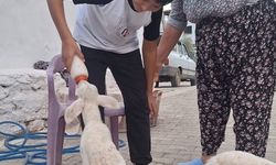 Anne sütünün yetmediği sevimli kuzular biberonla besleniyor