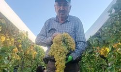 Sarıgöl'deki 5.5 kiloluk üzüm salkımı görenleri hayrete düşürdü