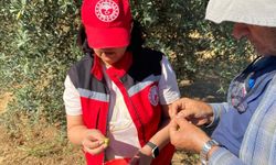 Manisa’da zeytin sineği uyarısı